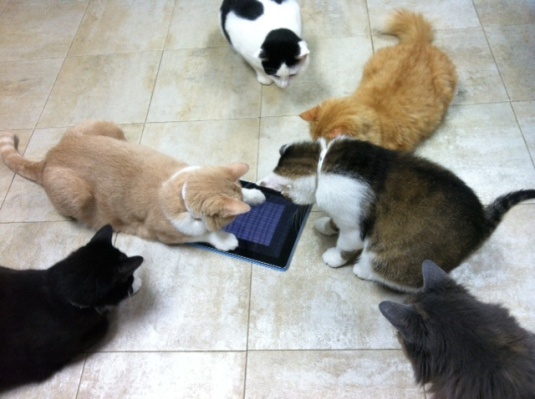 The iPad is a hit with Gentle Touch cats!