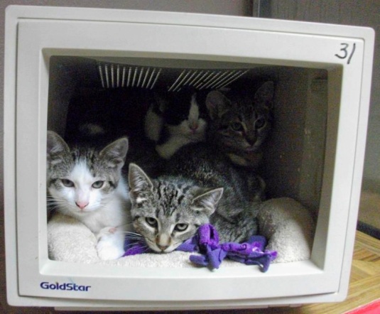 Six Kittens in One Computer Monitor